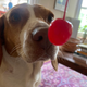 Beagle sniffs maraschino cherry